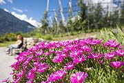 Blütenpracht in Algund (©Foto: Christian Gufler, Tourismusverein Algund)